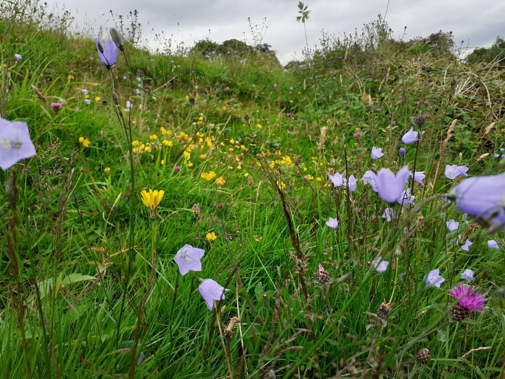 Wildflower