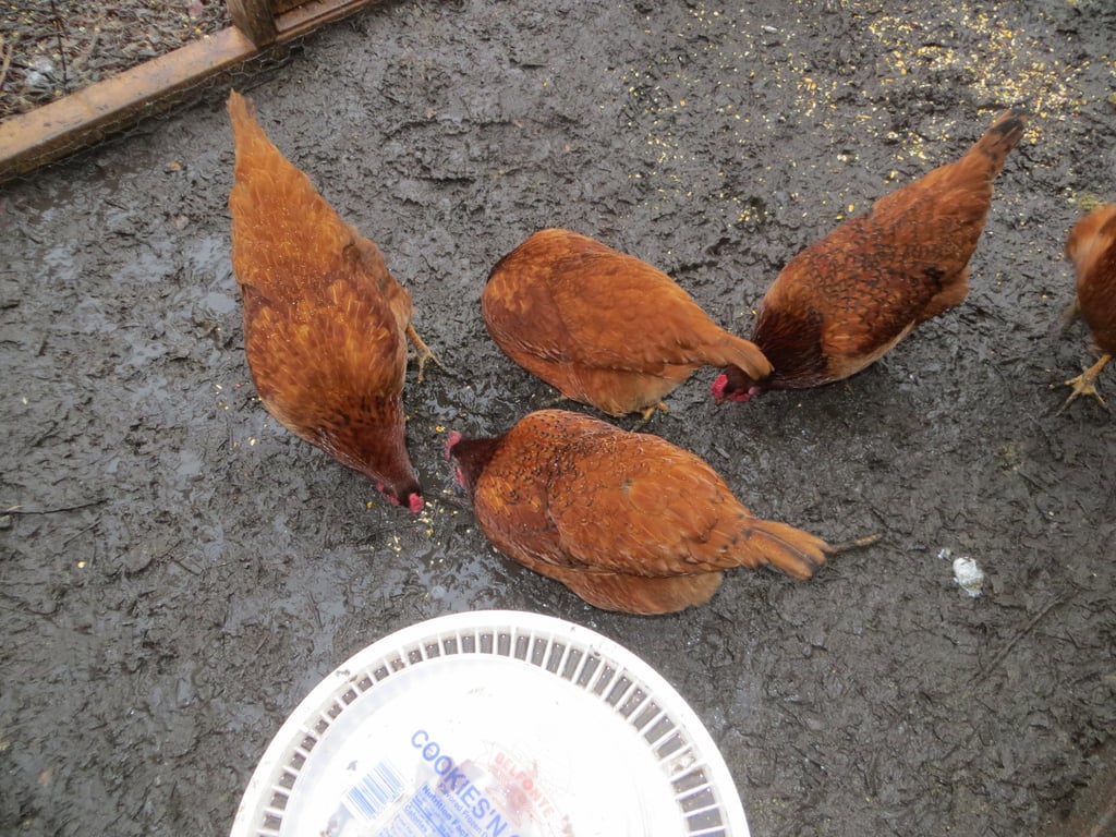 chickens in the muddy run