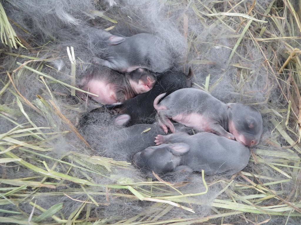 Baby bunnies.
