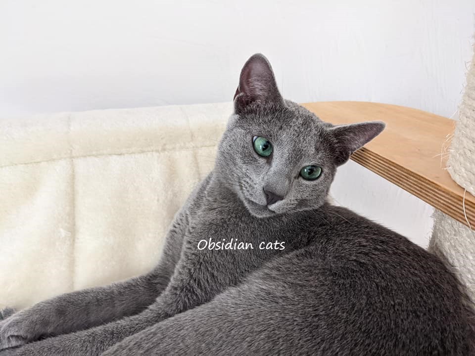 élevage de chat bleu russe france Obsidian cats