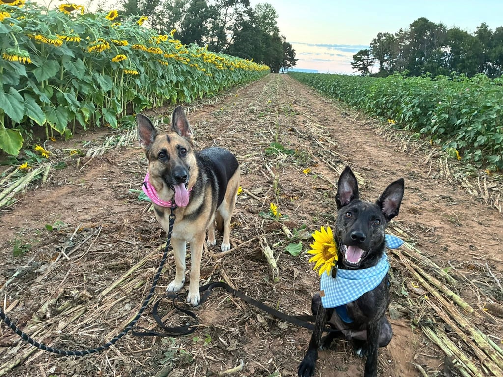two cheerful dogs at Walker Ranch