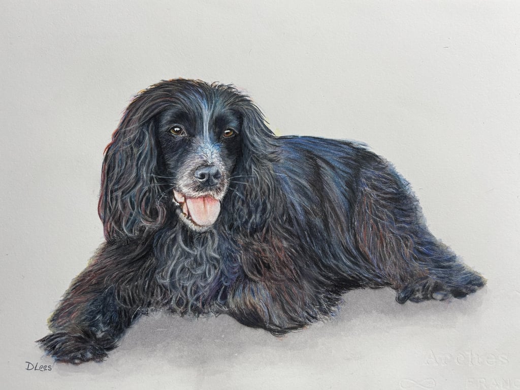 Water colour of a black spaniel dog lying down