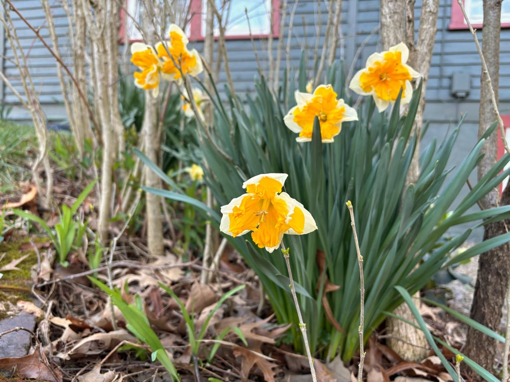 Daffodills at Mallow Rose Cottage garden, March 2024