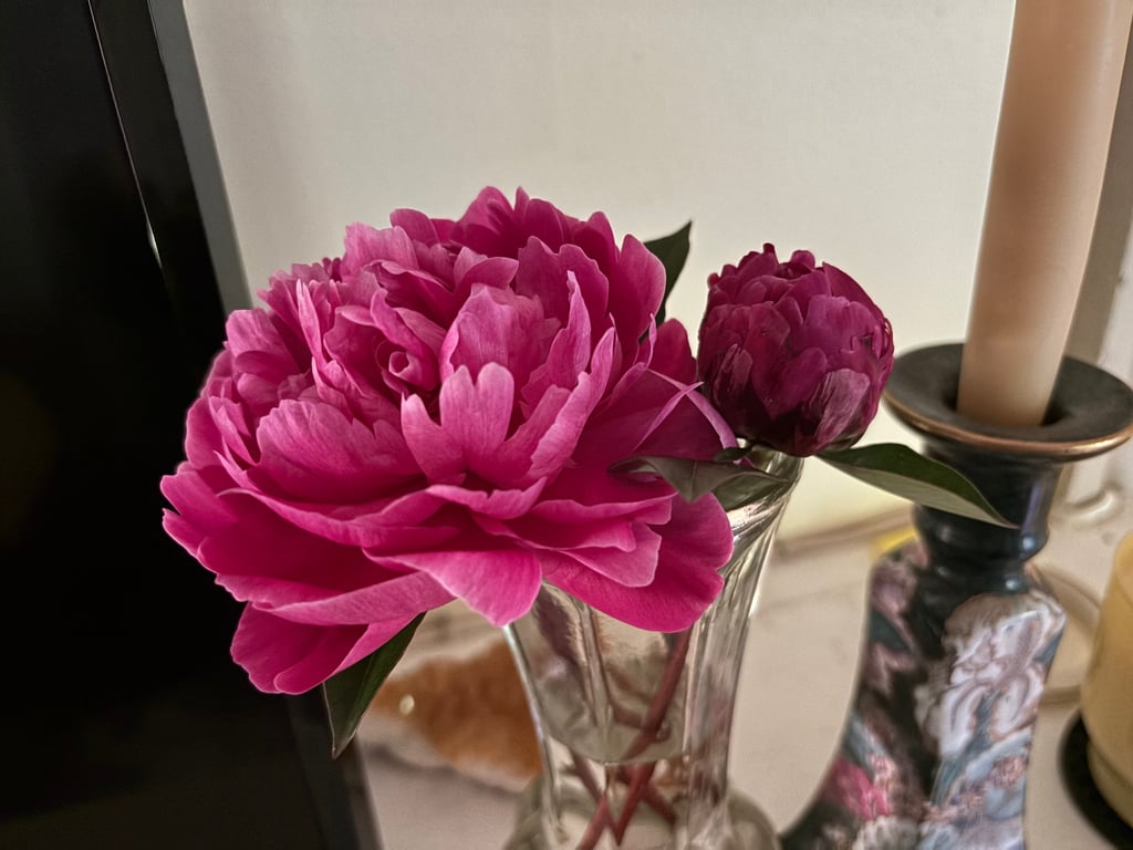 Red Sarah Bernhardt Peony at Mallow Rose Cottage, Spring 2024