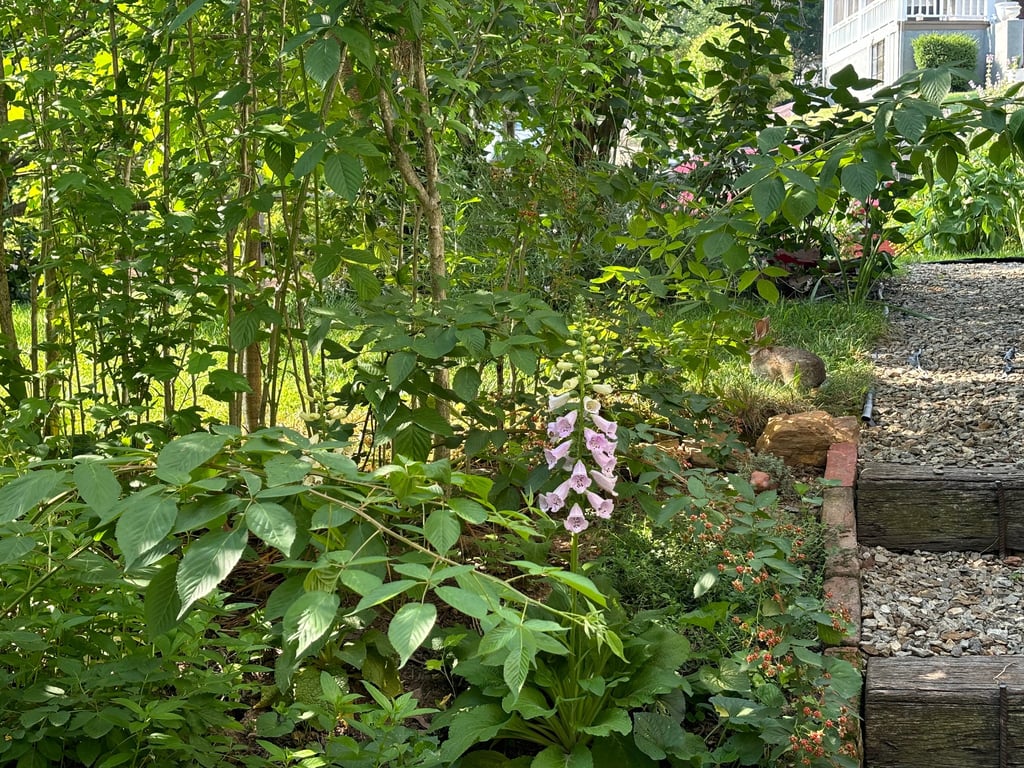 Little Bunny Foo Foo at Mallow Rose Cottage, Summer 2024