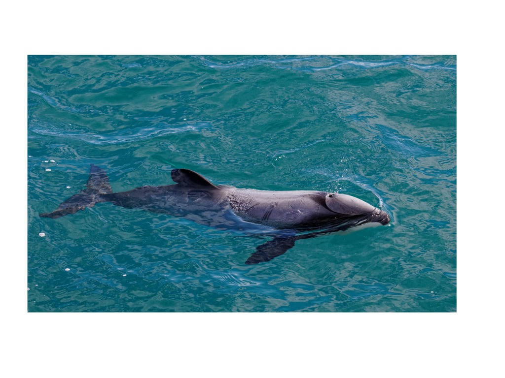 Hectors Dolphin- Conservation Status: Endangered