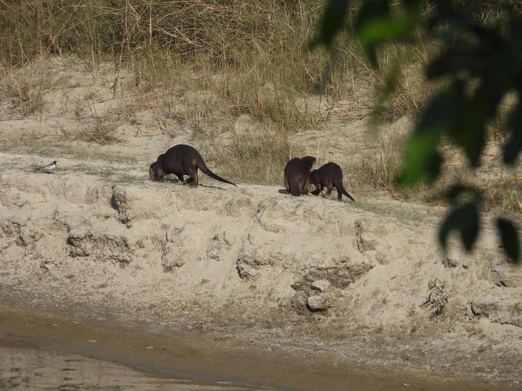 otters on a walk in Bardiya