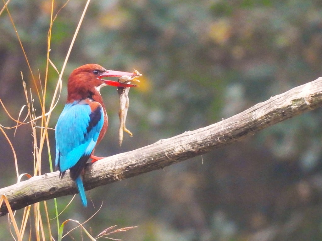 King ficher in Bardiya