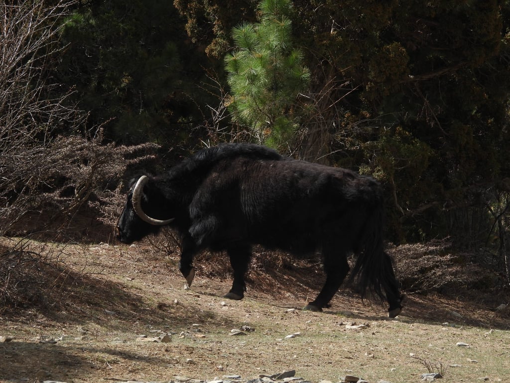 Wild yak near Phoksundo Lake