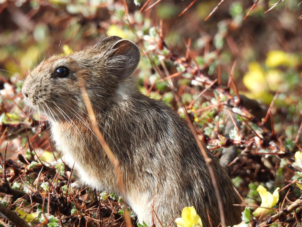 Pika in Dolpo