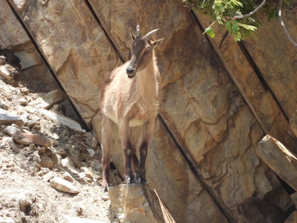 Goral in Dolpo