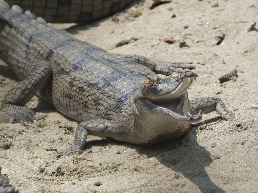 gharial of the Ganges near the Mohana River