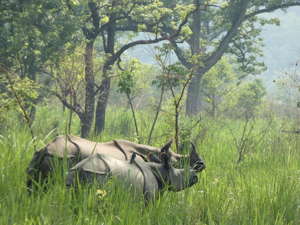 rhino in the Bardiya jungle