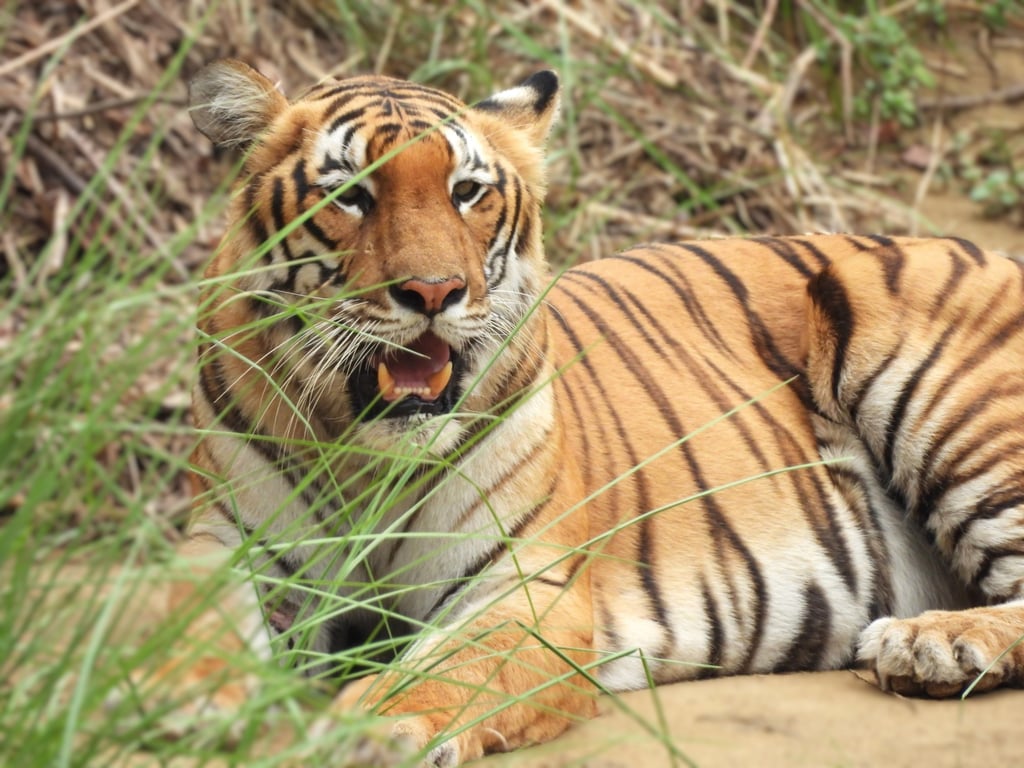tiger in the Bardia National park