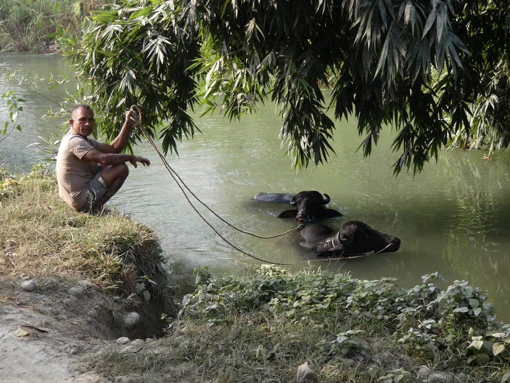 l'heure du bain pour rafraichir les buffles