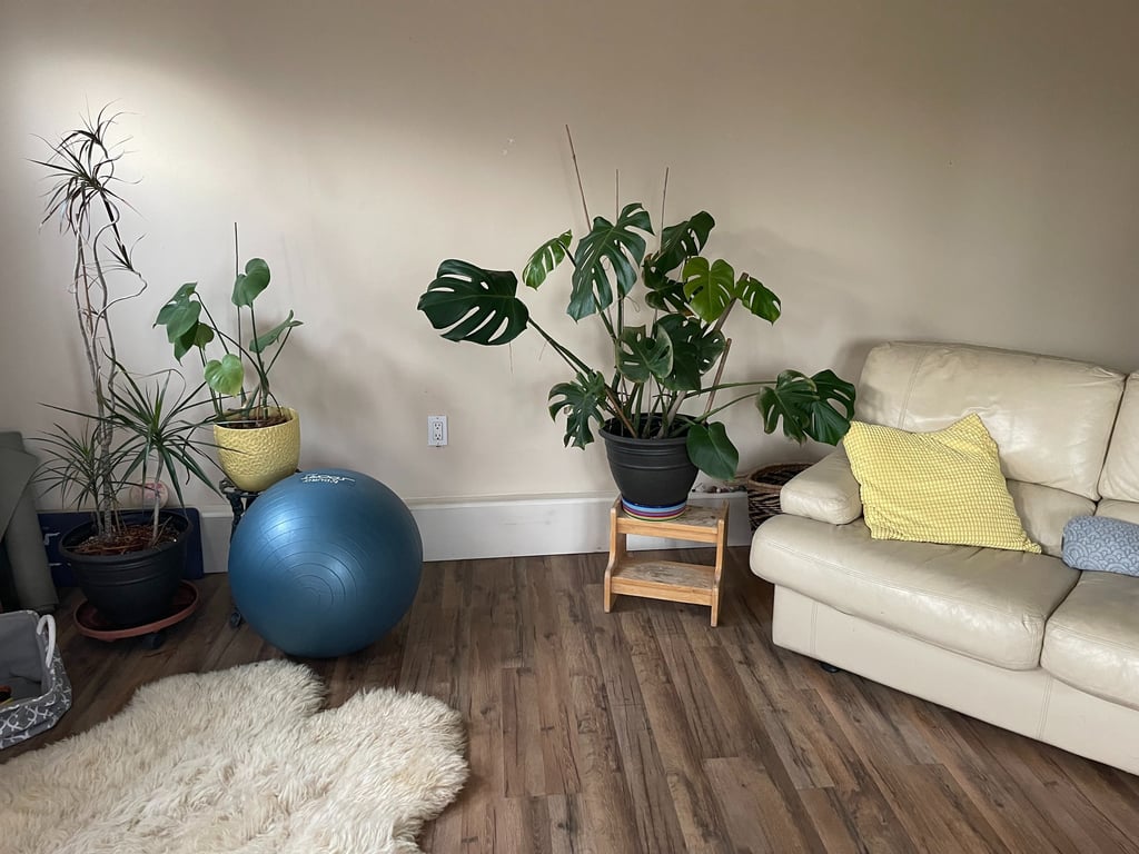 Treatment Room with a couch and plants