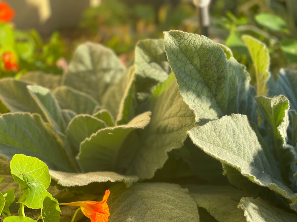 Close up of Mullein Herb in a Garden
