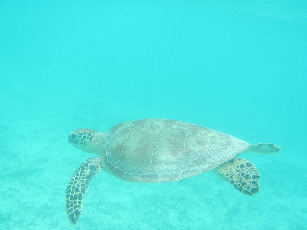 Sea turtle at Lankayan Island