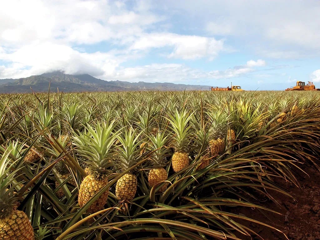 pineapple farm