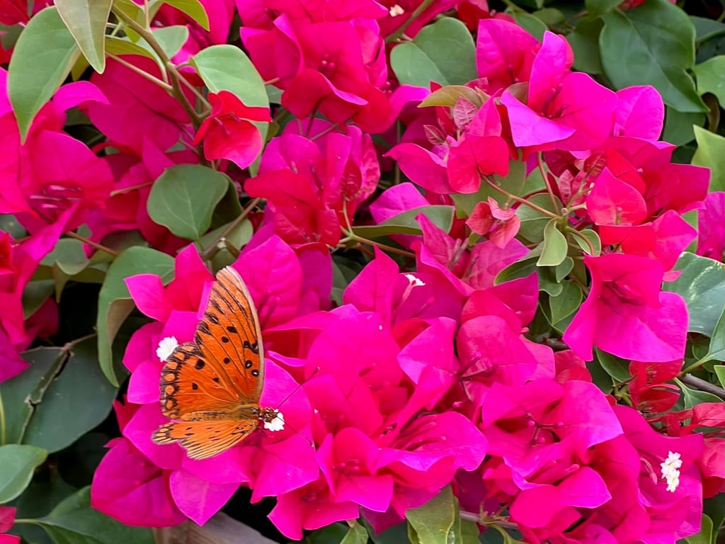 An orange Gulf Fritillary butterfly resting on vibrant pink bougainvillea flowers with green leaves.