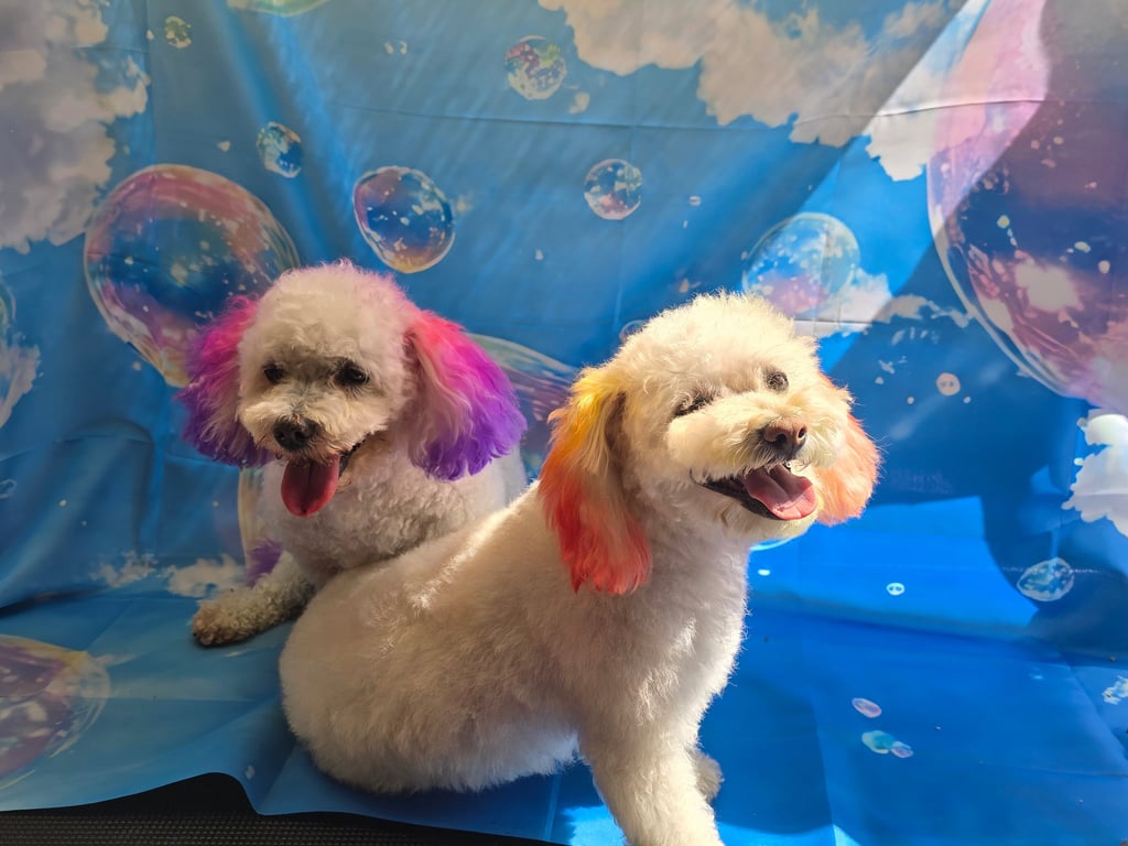 Two fluffy white poodles with colorful dyed ears pose in front of a blue sky and bubble backdrop.