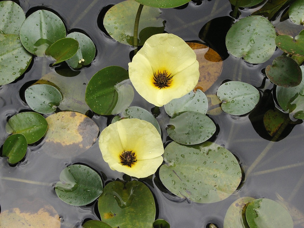 two yellow Water Poppys in a pond