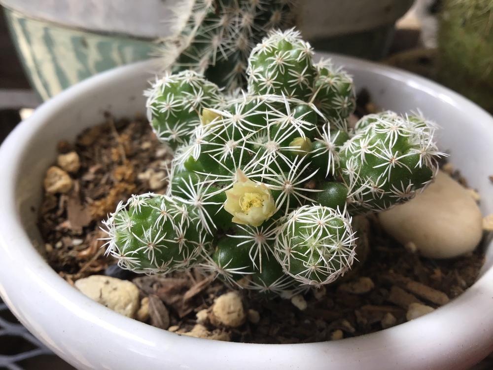 a Thimble Cactus with a yellow flower and white thorns