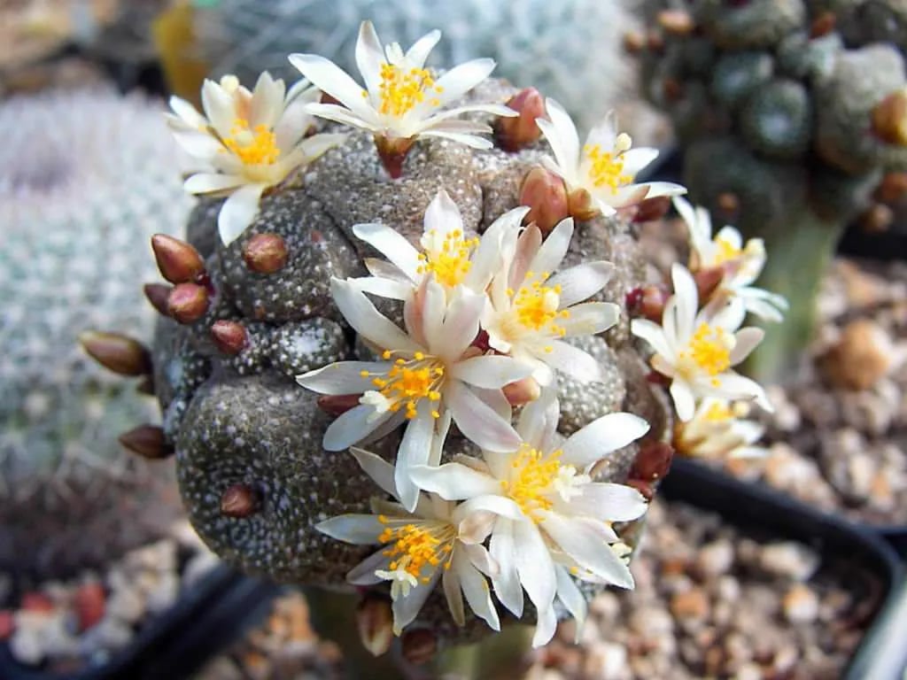 a round cactus plant with white yellow flowers