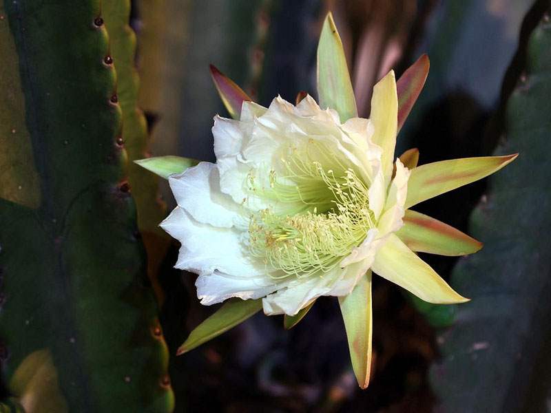 Cereus jamacaru cactus flowering in the darkness
