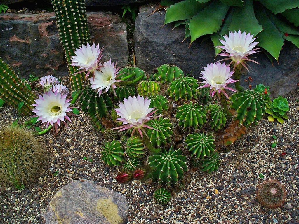 a lot of small cacti with white flowers