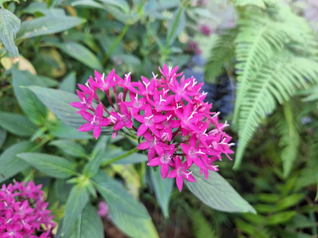 pink flower clusters blooming in vegetation