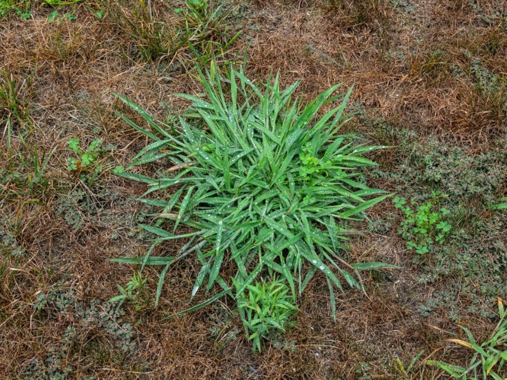 bright green ling Crabgrass leaves growing on the ground