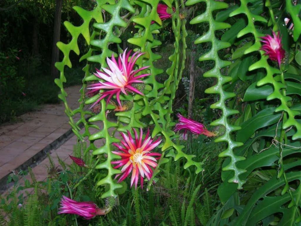 also native Japan Fishbone Cactus