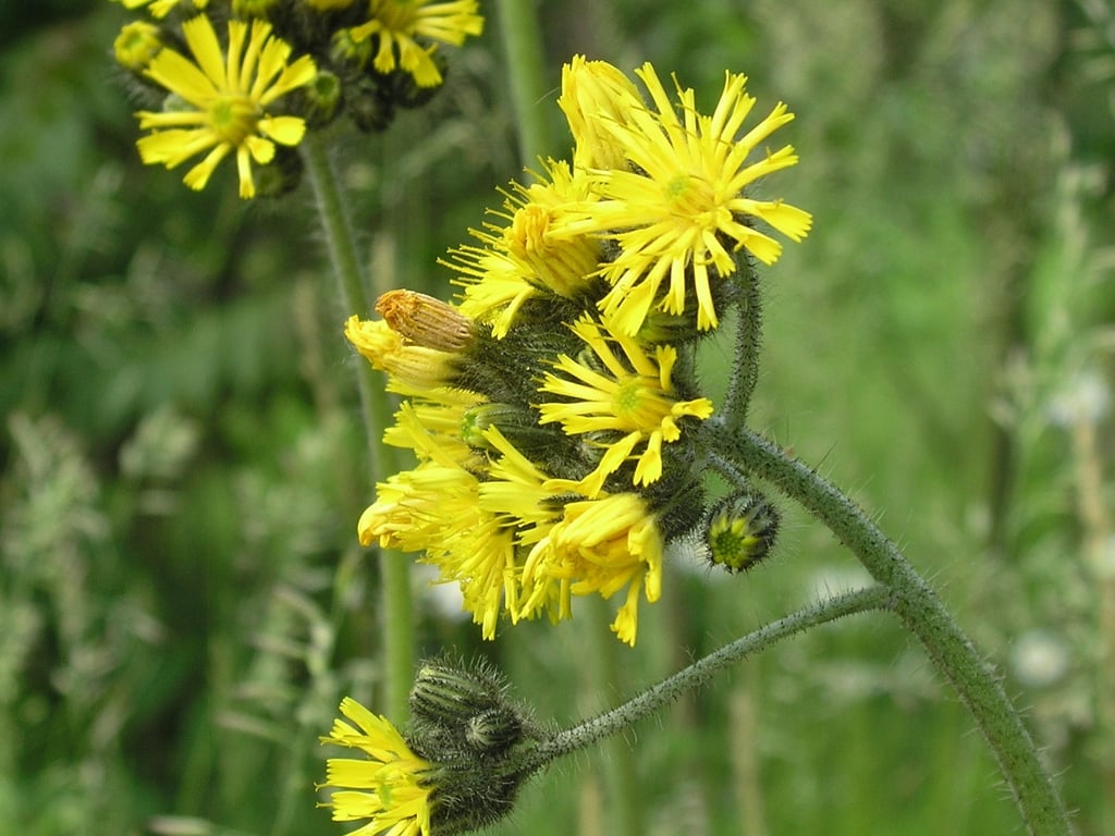 bright yellow Hawkweed blooms