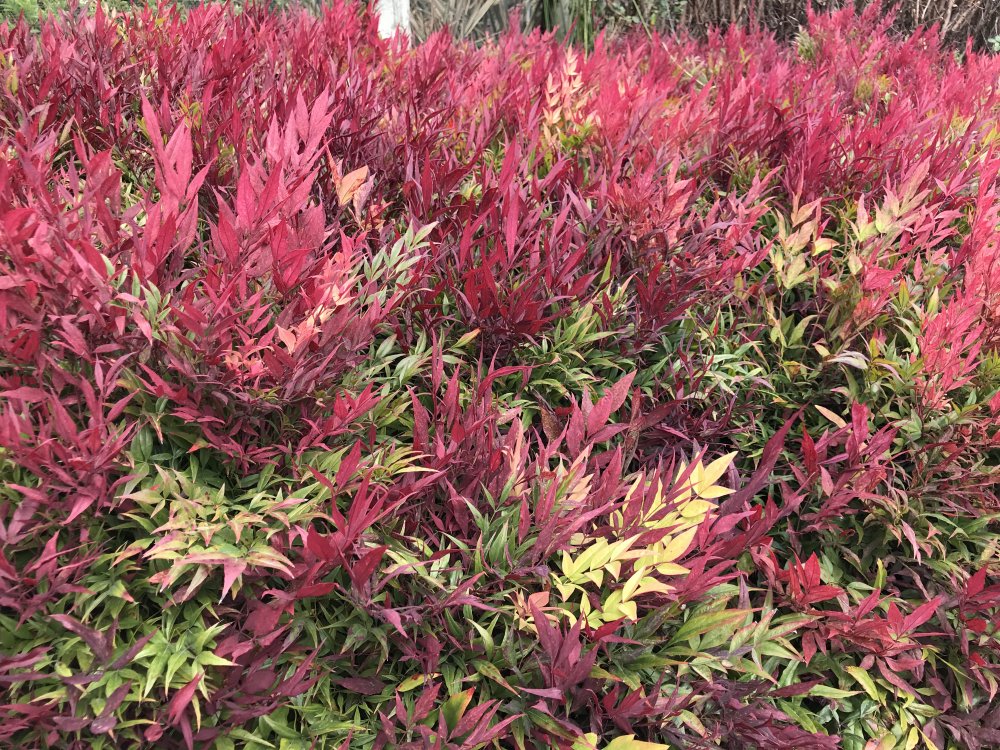 a bunch of Nadina Gulf stream bush leaves