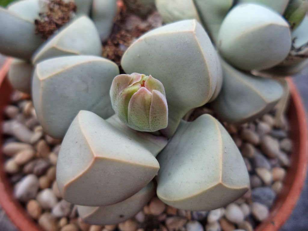 small and gray succulents that are called Karoo Rose