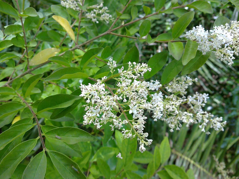 a leafy, fast growing bush with white flowers
