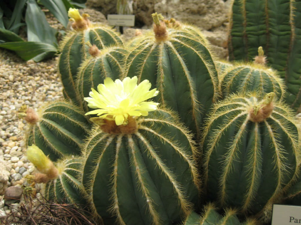 Multiple round cacti with yellow  flowers