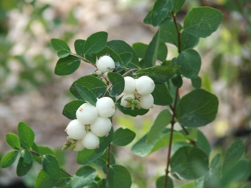 green Snowberry plants growing is the winter