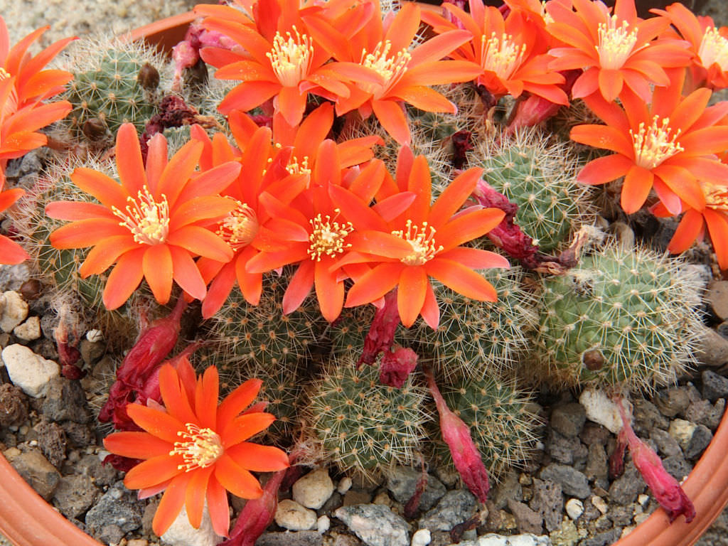 flowering South American Orange Crown cacti