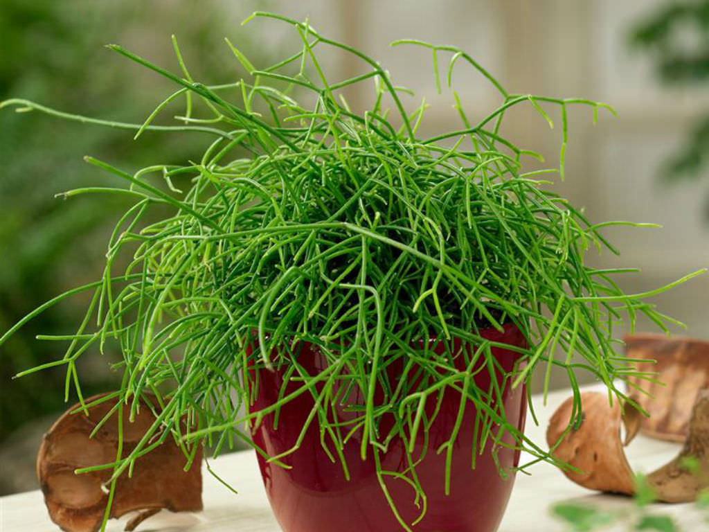 green Mistloe Cactus growing indoors in a pod 
