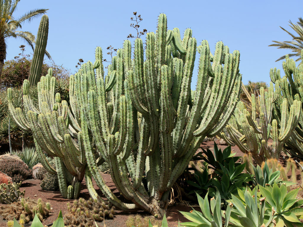 a lot of bush-like and tall Blue Myrtle Cacti in a desert