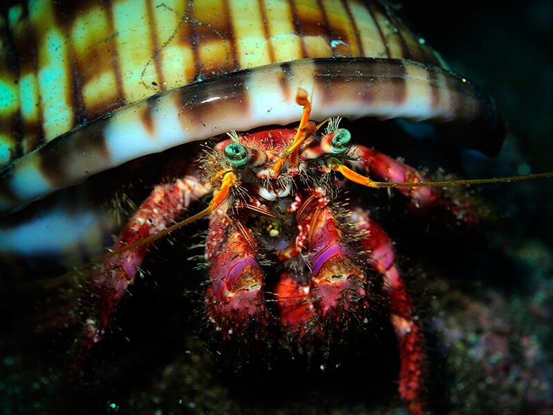 Hermit crab at Clube Naval Dive site