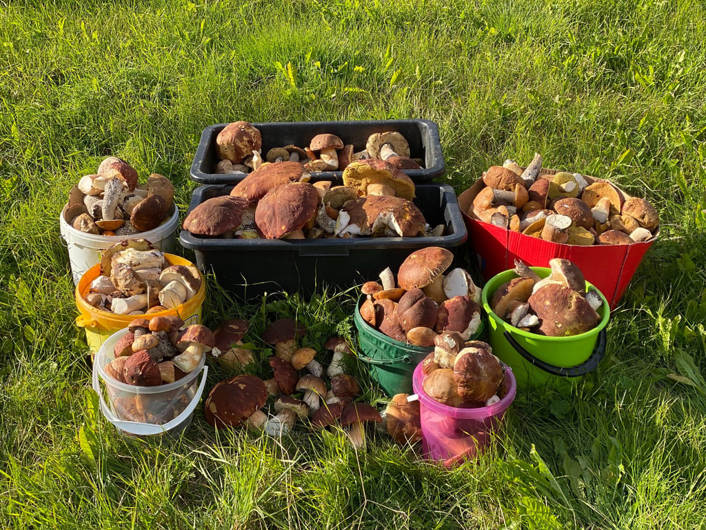 a variety of mushrooms and mushrooms in buckets