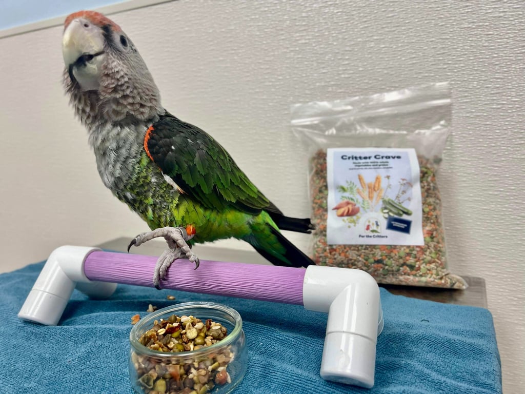 a cape parrot eating food made by "for the critters" a healthy snack for parrots and birds