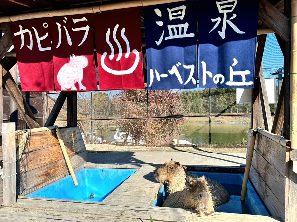 ハーベストの丘のカピバラ温泉で、2頭のカピバラが湯につかっている様子｜堺市のイベント情報ならサカイタイムズ