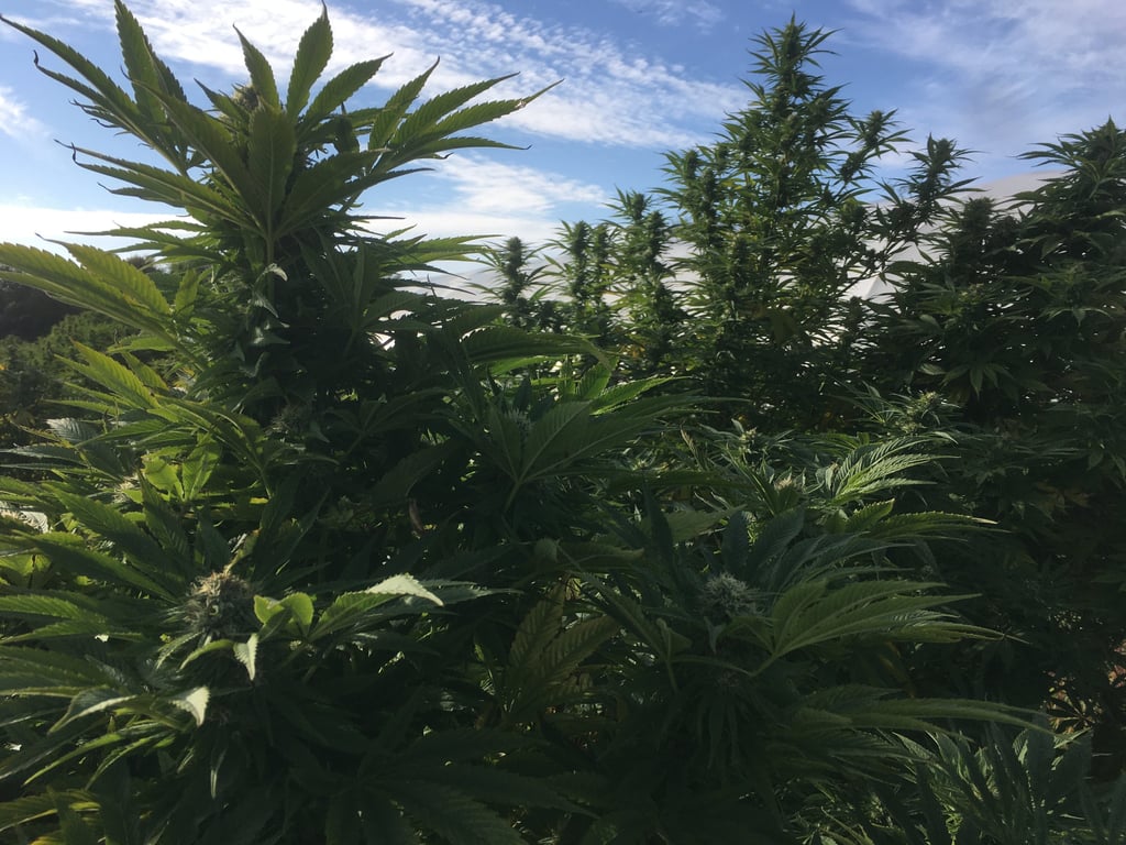 chanvre bio cap sizun audierne finstère récolté à la main