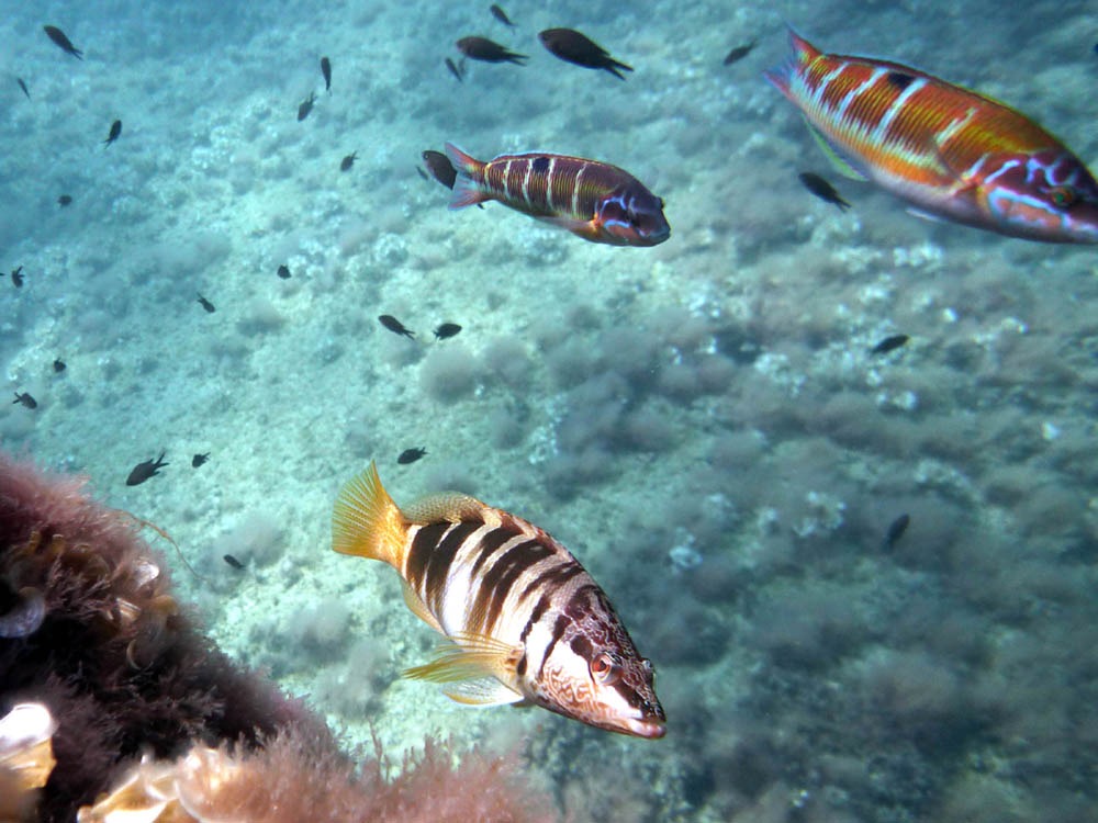 Fish species (Serranus scriba, Thalassoma pavo and Chromis chromis) photographed in waters near El P
