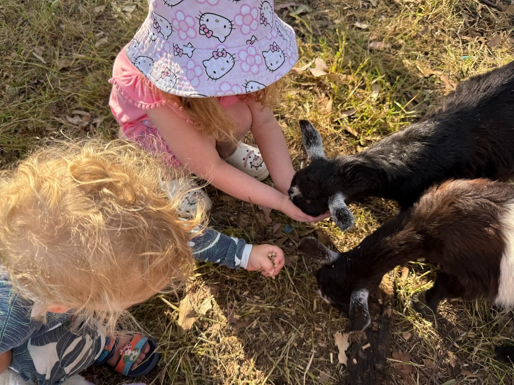 children hand feeding pygmy goats at a kids party in Sydney