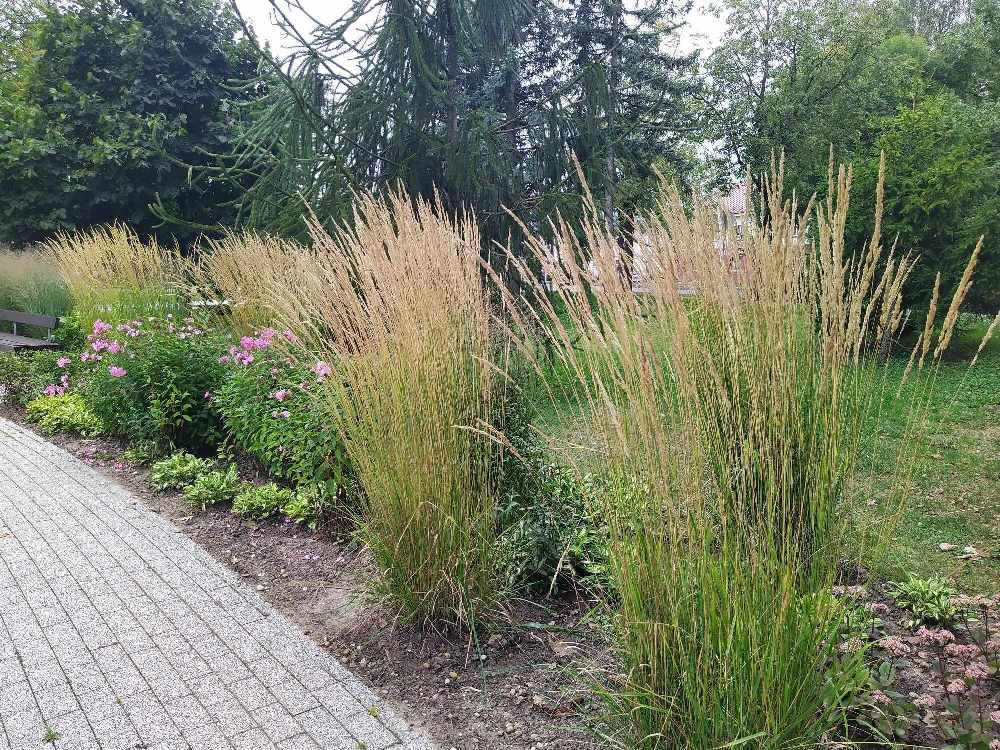 Lendrūnai smailiažiedžiai Carl Forester